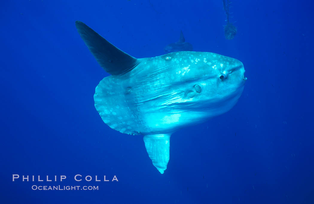 Ocean sunfish, open ocean. San Diego, California, USA, Mola mola, natural history stock photograph, photo id 02089