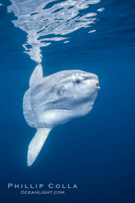 Ocean sunfish, open ocean, Baja California., Mola mola, natural history stock photograph, photo id 03273