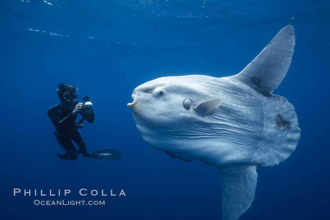 Ocean sunfish and freediving photographer, open ocean, Mola mola, San Diego, California