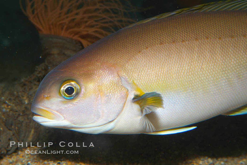 Ocean whitefish., Caulolatilus princeps, natural history stock photograph, photo id 14945