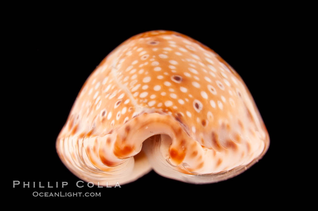 Ocellate Cowrie., Cypraea ocellata, natural history stock photograph, photo id 08600