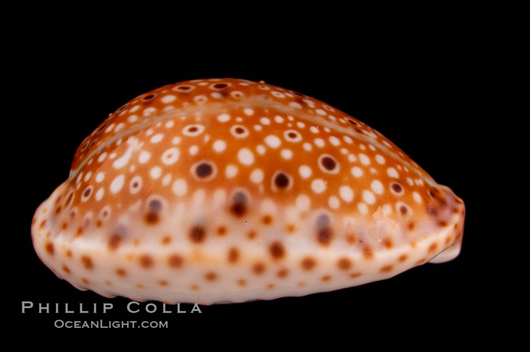 Ocellate Cowrie., Cypraea ocellata, natural history stock photograph, photo id 08061