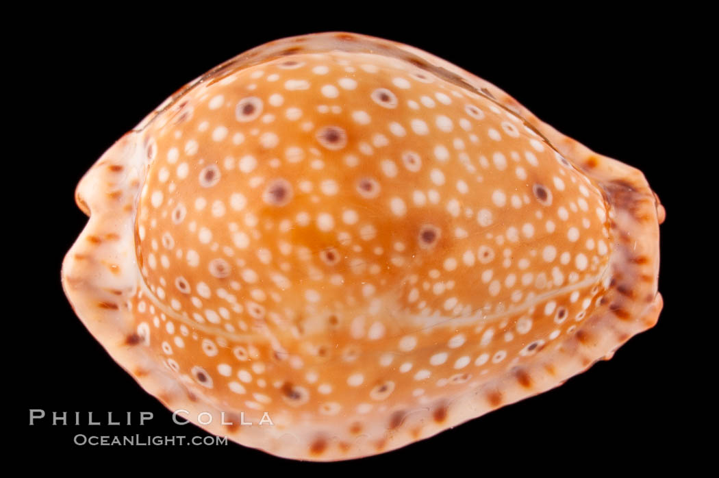 Ocellate Cowrie., Cypraea ocellata, natural history stock photograph, photo id 08597