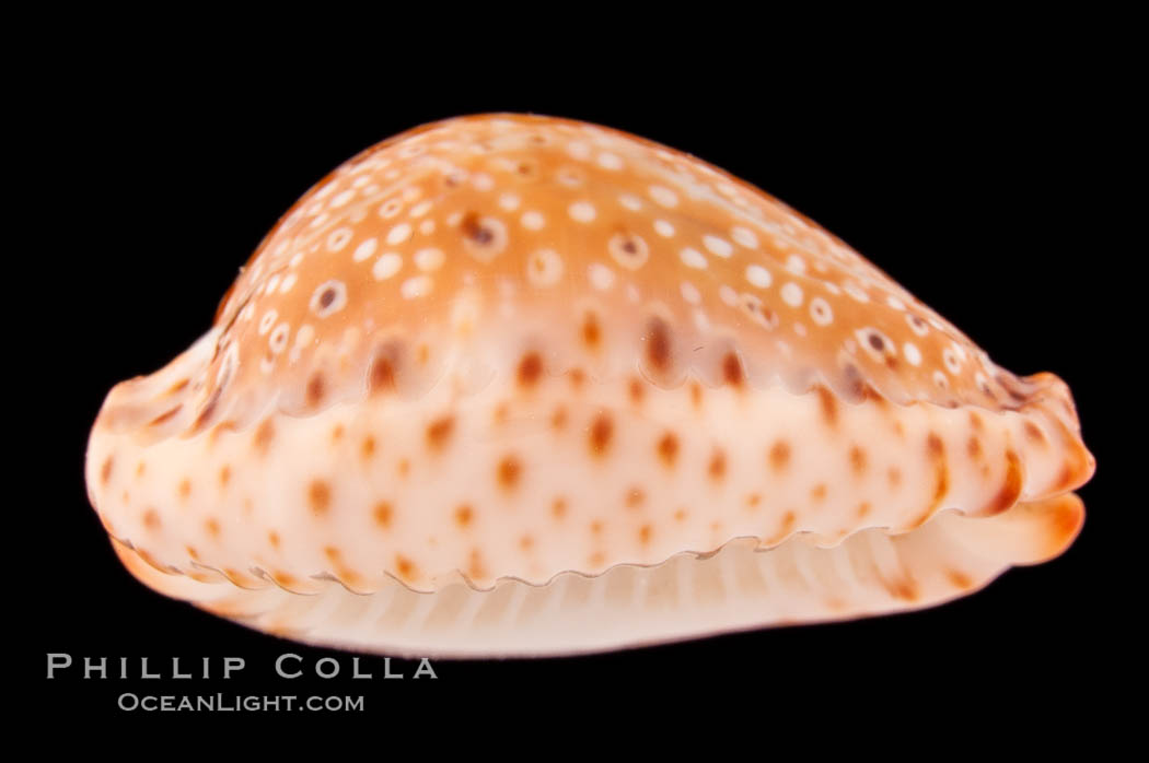 Ocellate Cowrie., Cypraea ocellata, natural history stock photograph, photo id 08599