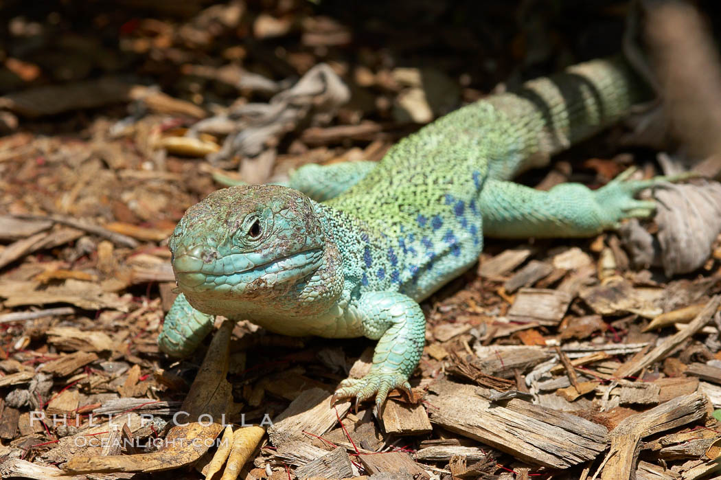 Ocellated lizard., Timon lepidus, natural history stock photograph, photo id 12554