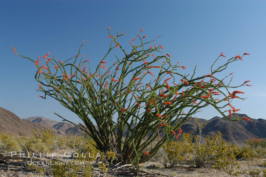 Ocotillo ablaze with springtime flowers. Ocotillo is a dramatic succulent, often confused with cactus, that is common throughout the desert regions of American southwest. Joshua Tree National Park, California, USA, Fouquieria splendens, natural history stock photograph, photo id 09168