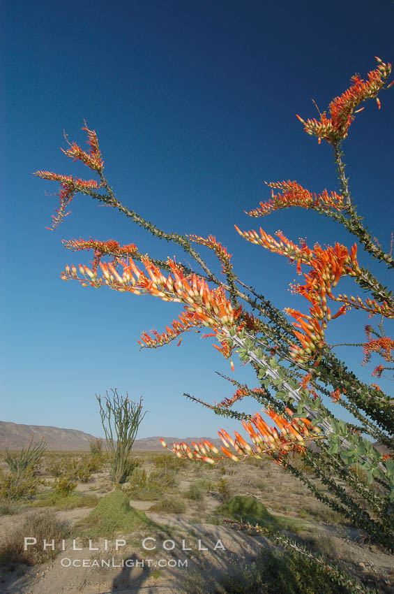 Flower detail on a blooming Ocotillo, springtime. Joshua Tree National Park, California, USA, Fouquieria splendens, natural history stock photograph, photo id 09171