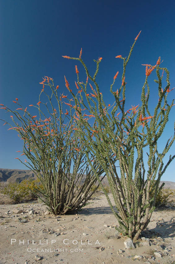 Ocotillo ablaze with springtime flowers. Ocotillo is a dramatic succulent, often confused with cactus, that is common throughout the desert regions of American southwest. Joshua Tree National Park, California, USA, Fouquieria splendens, natural history stock photograph, photo id 09177
