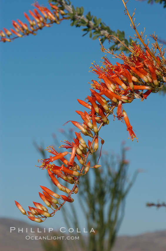 Flower detail on a blooming Ocotillo, springtime. Joshua Tree National Park, California, USA, Fouquieria splendens, natural history stock photograph, photo id 09164