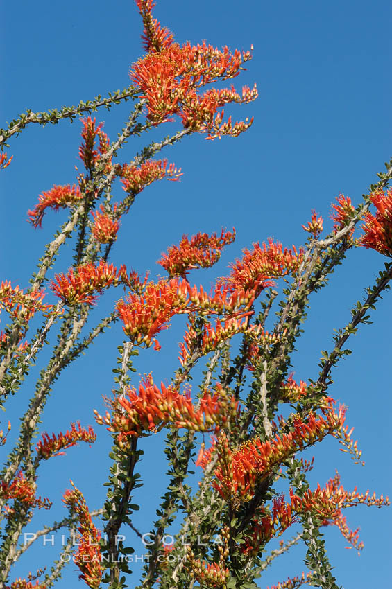 Flower detail on a blooming Ocotillo, springtime. Joshua Tree National Park, California, USA, Fouquieria splendens, natural history stock photograph, photo id 09176