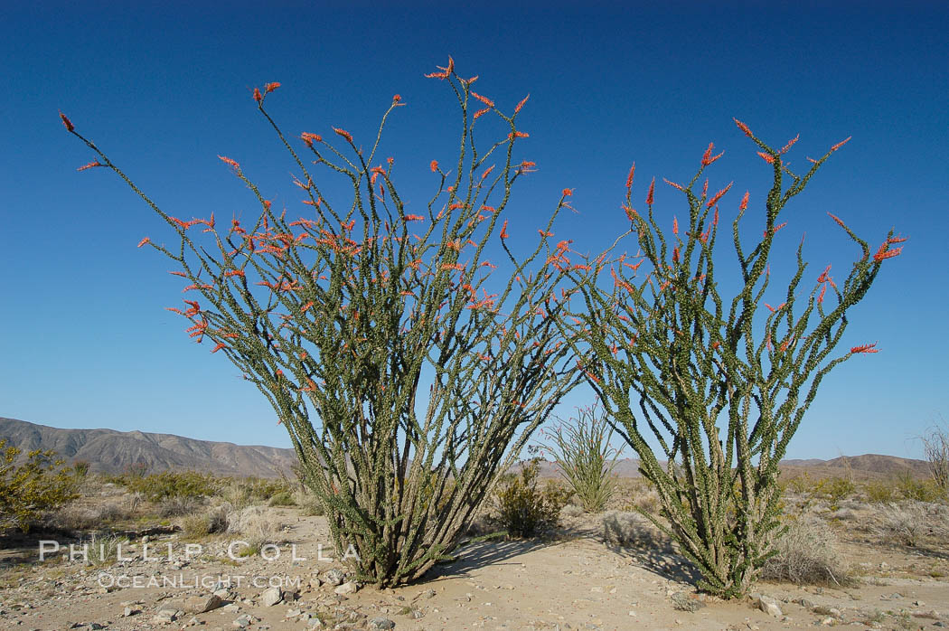 Ocotillo ablaze with springtime flowers. Ocotillo is a dramatic succulent, often confused with cactus, that is common throughout the desert regions of American southwest. Joshua Tree National Park, California, USA, Fouquieria splendens, natural history stock photograph, photo id 09179