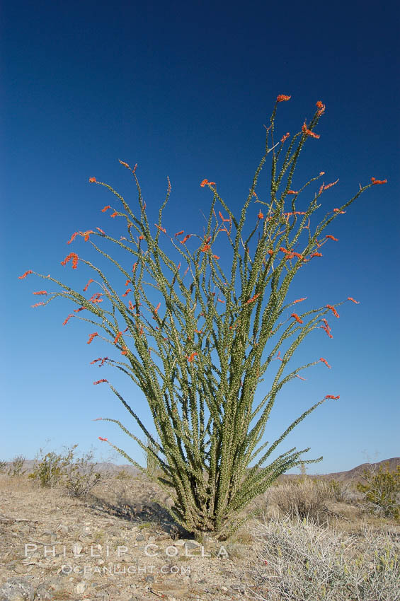 Ocotillo ablaze with springtime flowers. Ocotillo is a dramatic succulent, often confused with cactus, that is common throughout the desert regions of American southwest. Joshua Tree National Park, California, USA, Fouquieria splendens, natural history stock photograph, photo id 09173