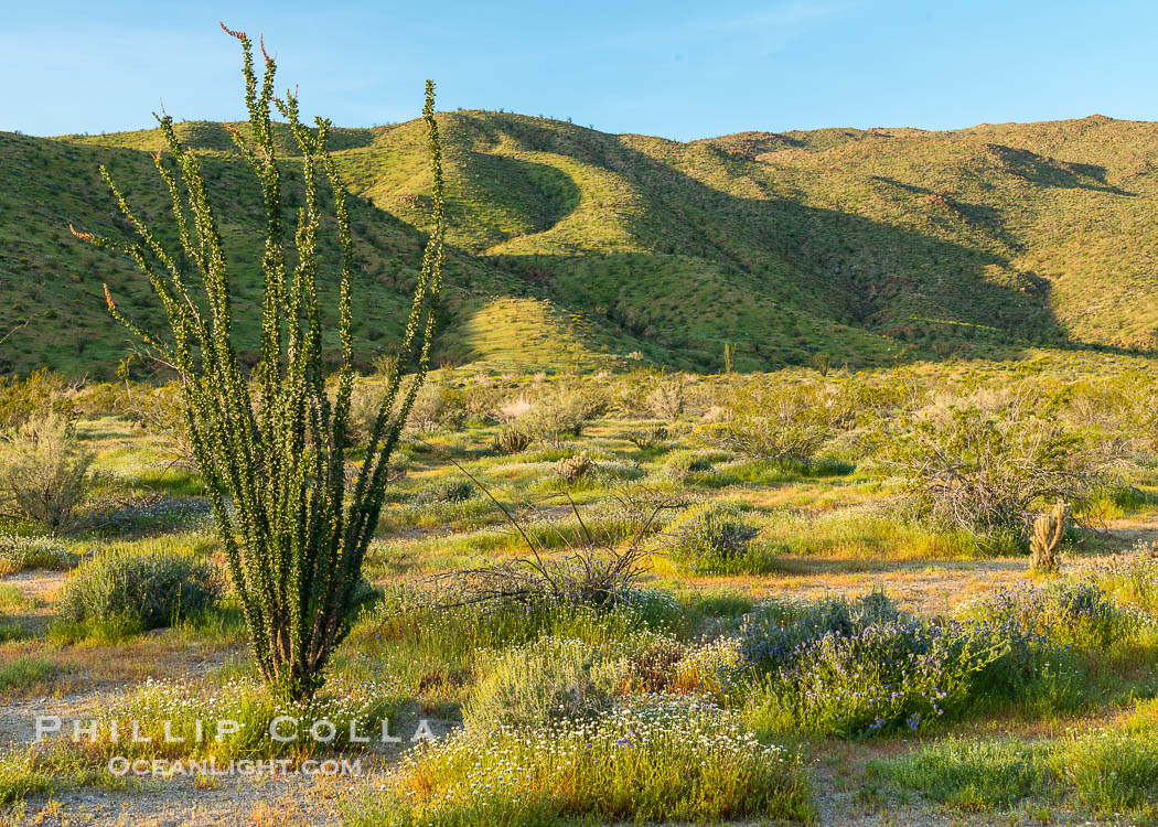 Ocotillo in Anza Borrego Desert State Park, during the 2017 Superbloom. Anza-Borrego Desert State Park, Borrego Springs, California, USA, natural history stock photograph, photo id 33175