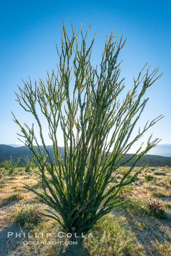 Ocotillo in Anza Borrego Desert State Park, during the 2017 Superbloom. Anza-Borrego Desert State Park, Borrego Springs, California, USA, natural history stock photograph, photo id 33203