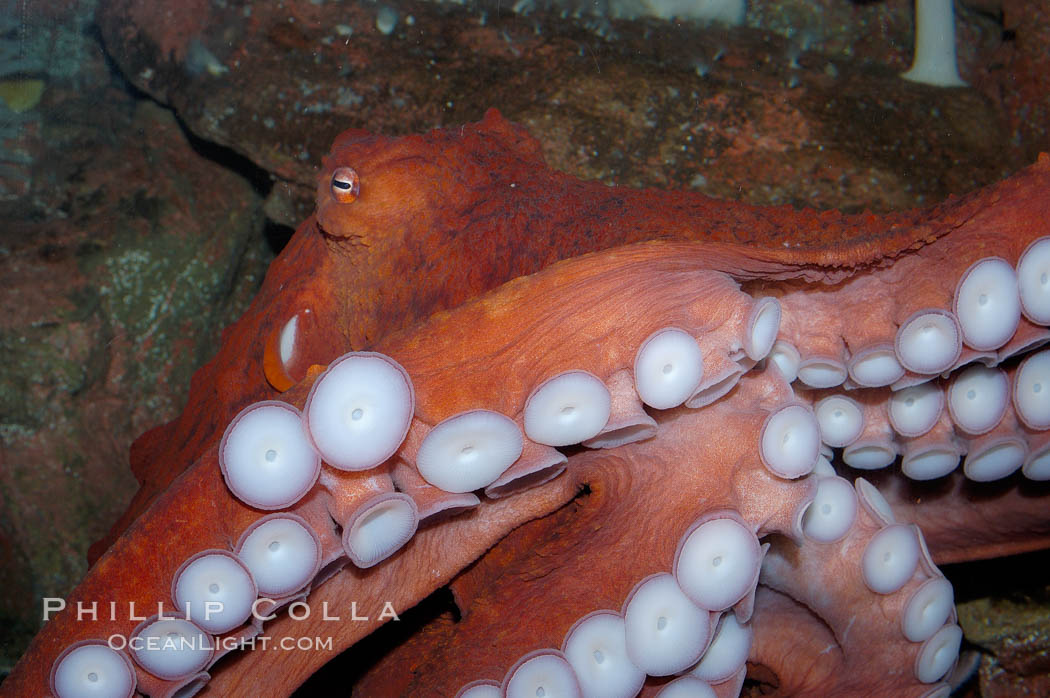 Tentacles (arms) and white disc-like suckers of a Giant Pacific Octopus.  The Giant Pacific Octopus arms can reach 16 feet from tip to tip, and the animal itself may weigh up to 600 pounds.  It ranges from Alaska to southern California., Octopus dofleini, natural history stock photograph, photo id 10278