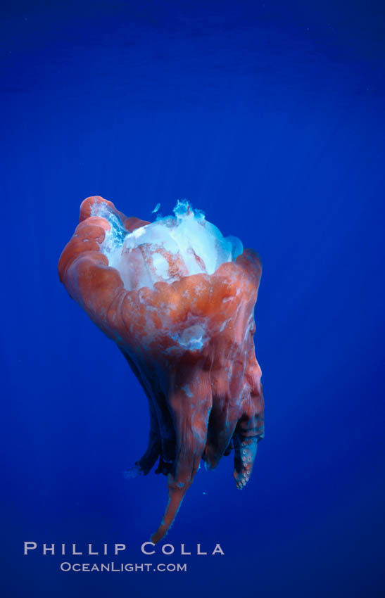 Octopus, head and tentacles eaten by sperm whale. Sao Miguel Island, Azores, Portugal, natural history stock photograph, photo id 02102