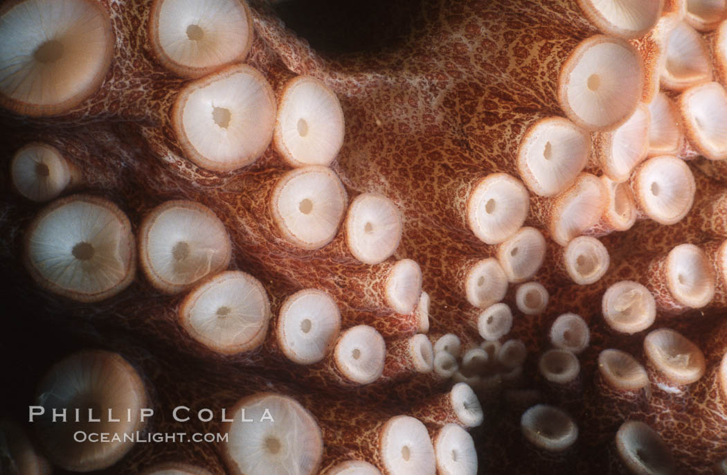 Octopus tentacle and suckers, Southern California. USA, Octopus, natural history stock photograph, photo id 05390