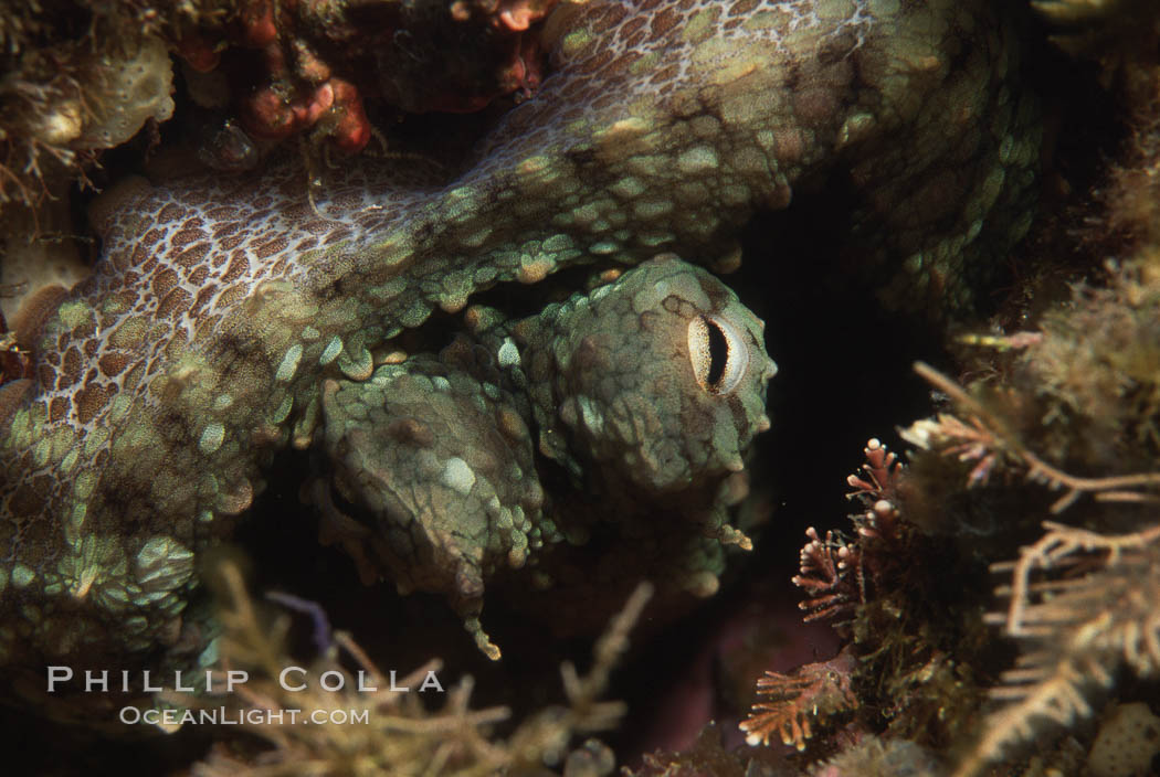 Octopus, Southern California. USA, Octopus, natural history stock photograph, photo id 05388