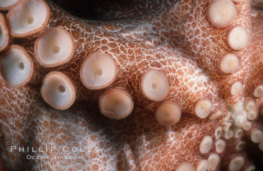 Octopus tentacle and suckers, Southern California. USA, Octopus, natural history stock photograph, photo id 05389