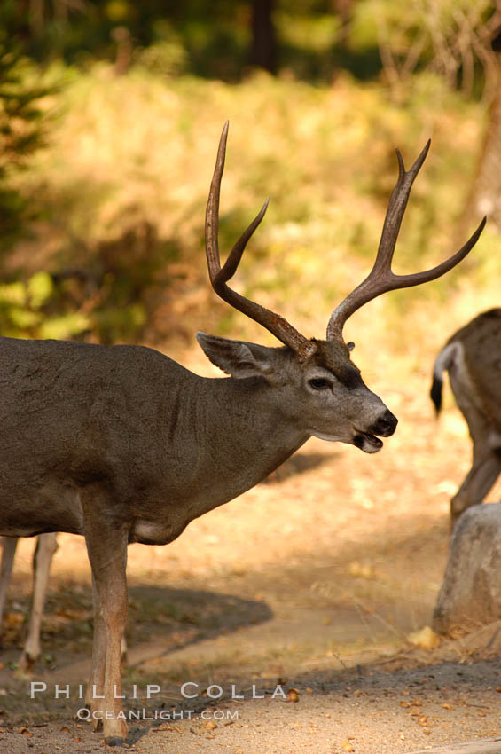 Mule deer, Yosemite Valley. Yosemite National Park, California, USA, Odocoileus hemionus, natural history stock photograph, photo id 07634