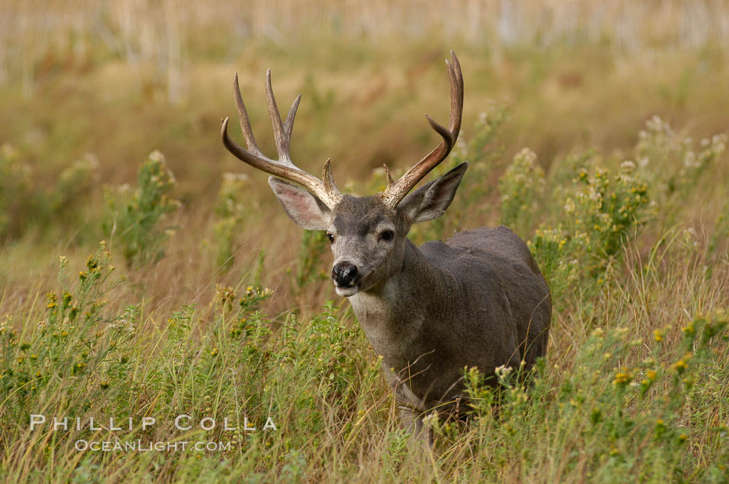 Mule deer, Yosemite Valley. Yosemite National Park, California, USA, Odocoileus hemionus, natural history stock photograph, photo id 07646