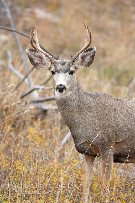 Mule deer in tall grass, fall, autumn. Yellowstone National Park, Wyoming, USA, Odocoileus hemionus, natural history stock photograph, photo id 19578