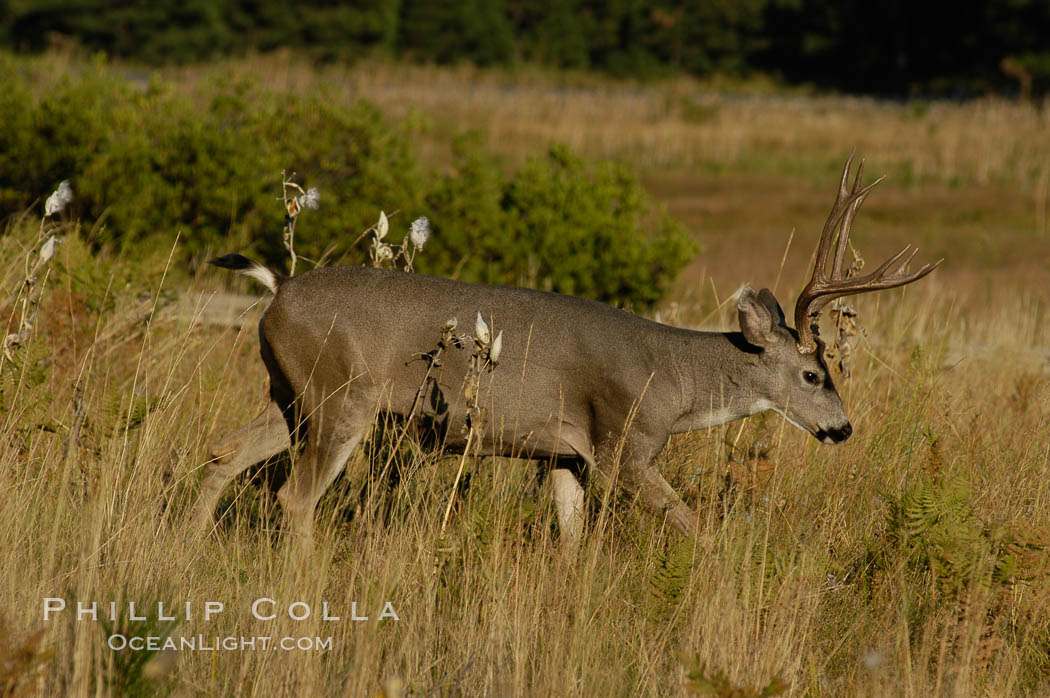 Mule deer, Yosemite Valley. Yosemite National Park, California, USA, Odocoileus hemionus, natural history stock photograph, photo id 07640