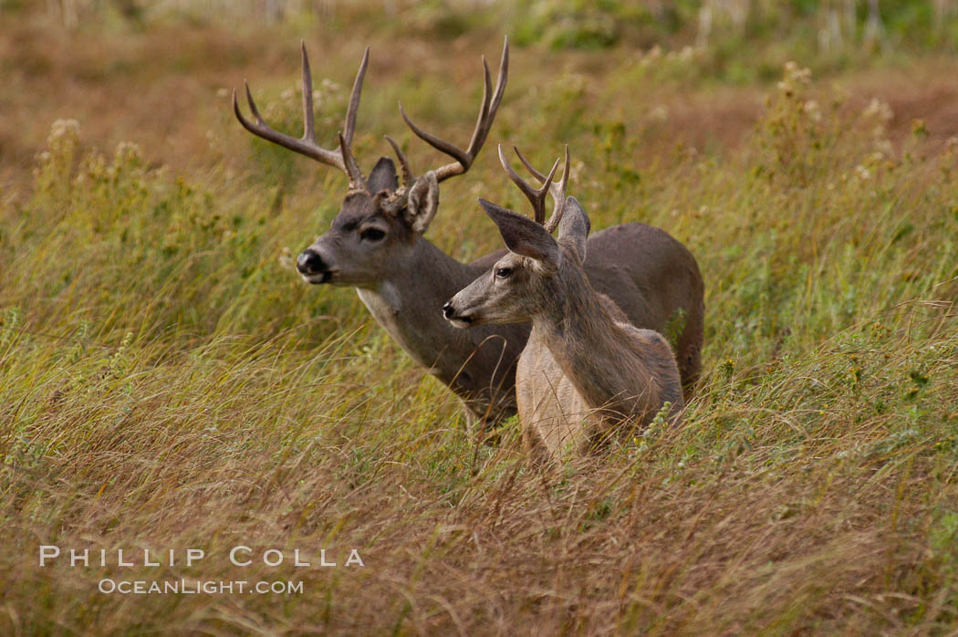 Mule deer, Yosemite Valley. Yosemite National Park, California, USA, Odocoileus hemionus, natural history stock photograph, photo id 07652