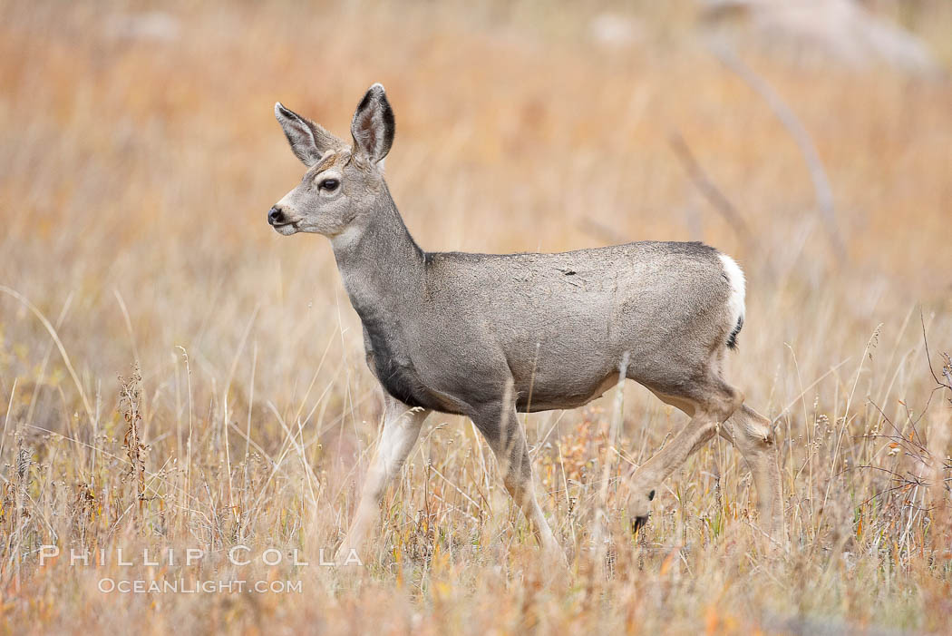 Mule deer in tall grass, fall, autumn. Yellowstone National Park, Wyoming, USA, Odocoileus hemionus, natural history stock photograph, photo id 19584