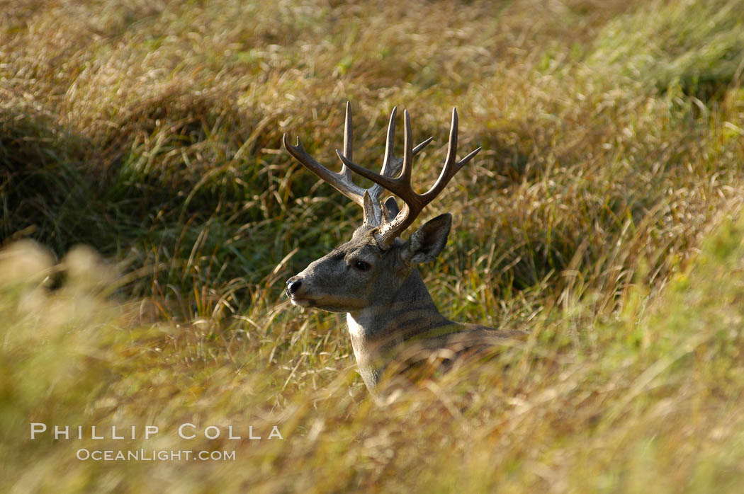 Mule deer, Yosemite Valley. Yosemite National Park, California, USA, Odocoileus hemionus, natural history stock photograph, photo id 07643