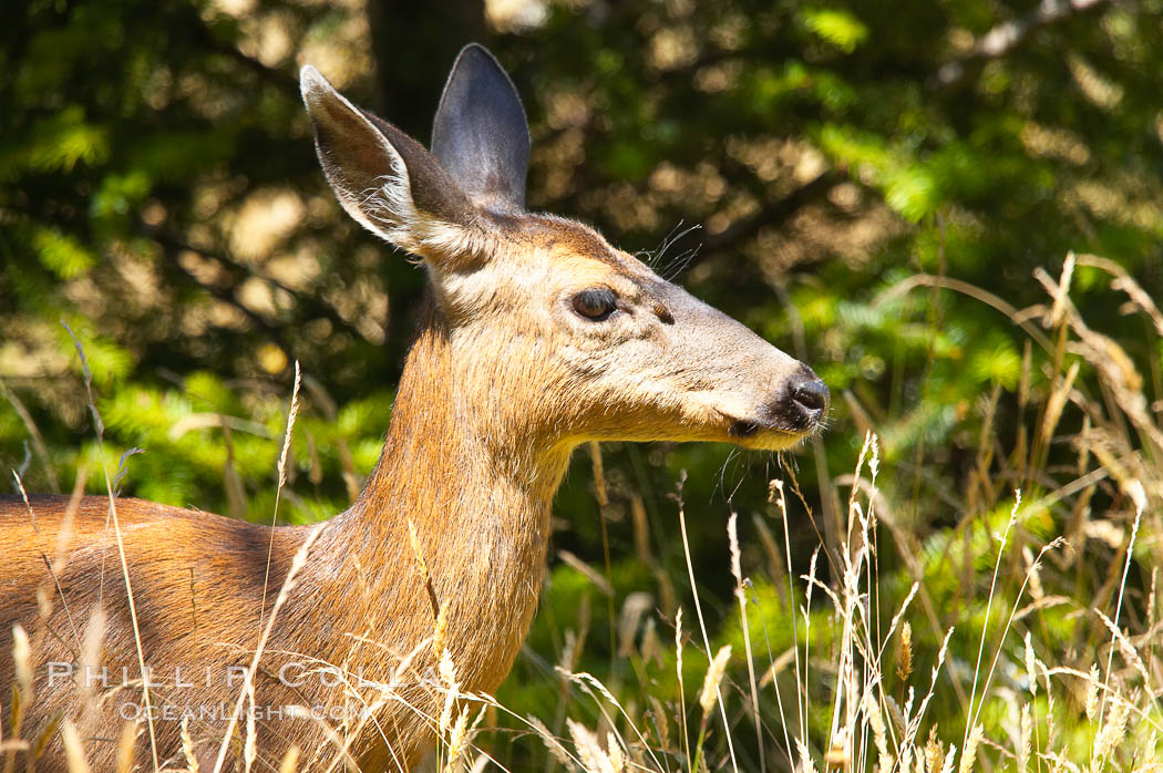 Black-tail deer (mule deer), female, summer. Lake Crescent, Olympic National Park, Washington, USA, Odocoileus hemionus, natural history stock photograph, photo id 13775