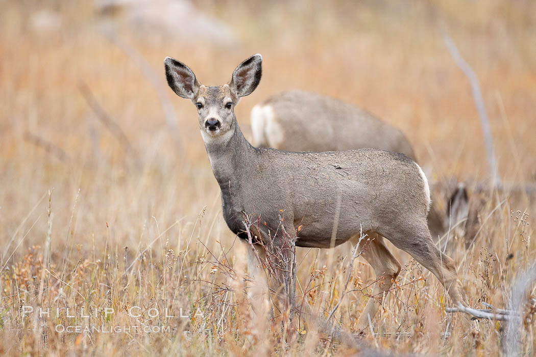 Mule deer in tall grass, fall, autumn. Yellowstone National Park, Wyoming, USA, Odocoileus hemionus, natural history stock photograph, photo id 19587