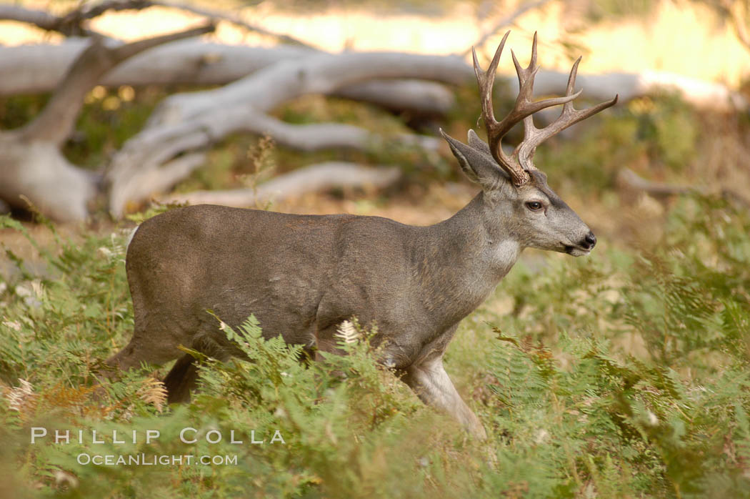 Mule deer, Yosemite Valley. Yosemite National Park, California, USA, Odocoileus hemionus, natural history stock photograph, photo id 07637