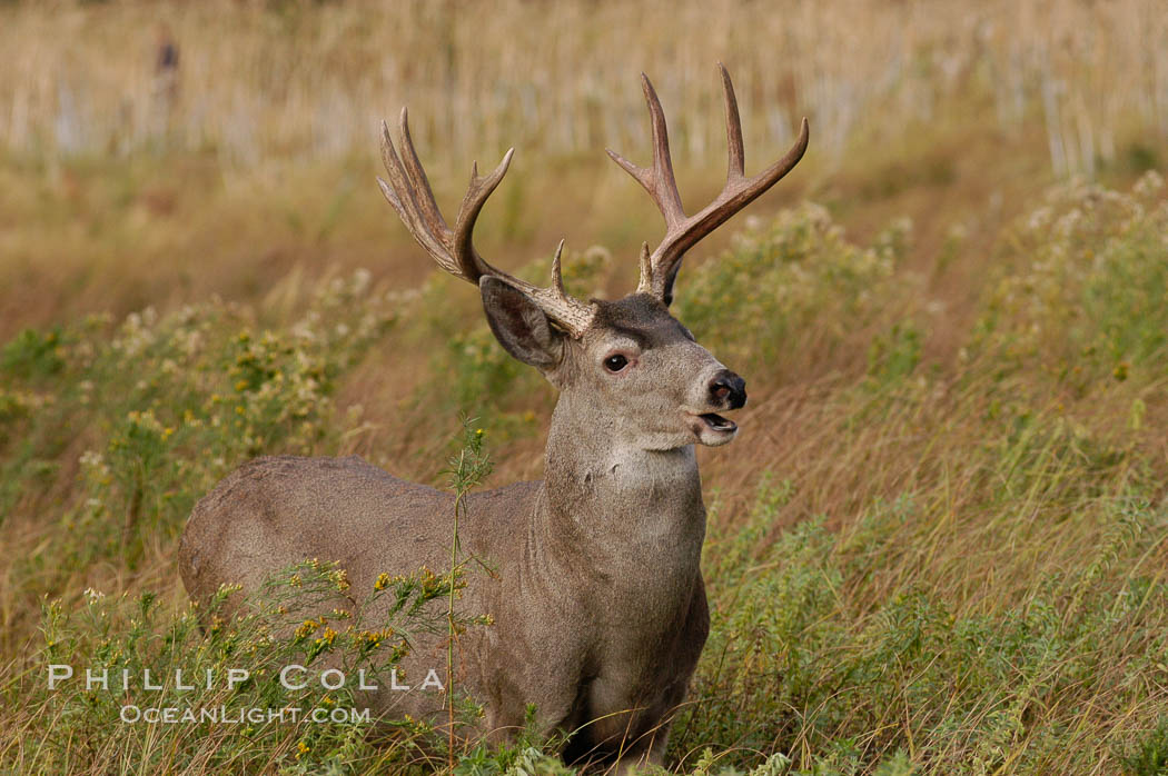 Mule deer, Yosemite Valley. Yosemite National Park, California, USA, Odocoileus hemionus, natural history stock photograph, photo id 07649