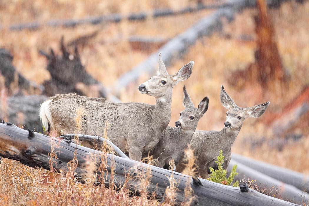 Mule deer in tall grass, fall, autumn. Yellowstone National Park, Wyoming, USA, Odocoileus hemionus, natural history stock photograph, photo id 19581