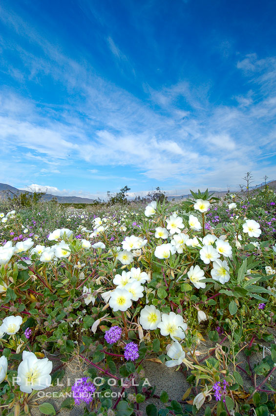 Dune primrose blooms in spring following winter rains.  Dune primrose is a common ephemeral wildflower on the Colorado Desert, growing on dunes.  Its blooms open in the evening and last through midmorning.  Anza Borrego Desert State Park. Anza-Borrego Desert State Park, Borrego Springs, California, USA, Oenothera deltoides, natural history stock photograph, photo id 10460
