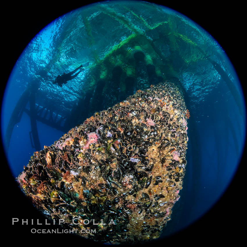 Oil Rig Eureka, Underwater Structure and invertebrate Life. Long Beach, California, USA, Corynactis californica, natural history stock photograph, photo id 34670