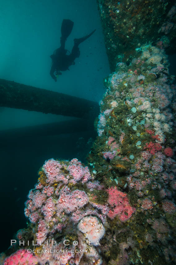 Image 31076, Oil Rig Eureka, Underwater Structure and invertebrate Life. Long Beach, California, USA, Corynactis californica, Phillip Colla, all rights reserved worldwide. Keywords: anemone, california, corynactis, corynactis californica, eureka, invertebrate, long beach, marine life, oil platform, oil rig, oil rig eureka, oil rig underwater, pacific ocean, strawberry anemone, underwater, usa.