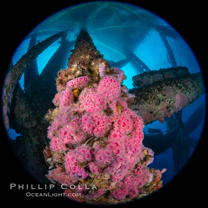 Oil Rig Eureka, Underwater Structure and invertebrate Life, Corynactis californica,  Corynactis californica, Long Beach, California