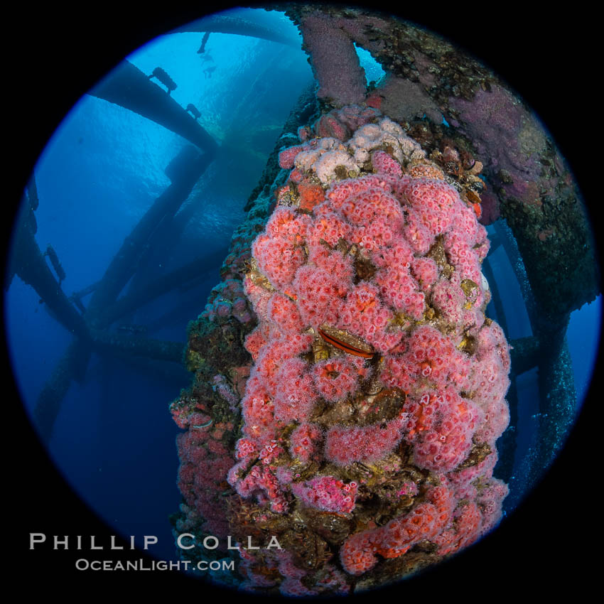 Oil Rig Eureka, Underwater Structure and invertebrate Life. Long Beach, California, USA, Corynactis californica, natural history stock photograph, photo id 34672