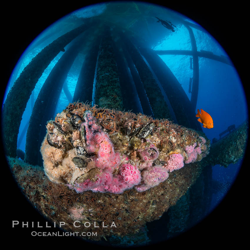 Oil Rig Eureka, Underwater Structure and invertebrate Life. Long Beach, California, USA, Corynactis californica, natural history stock photograph, photo id 34671