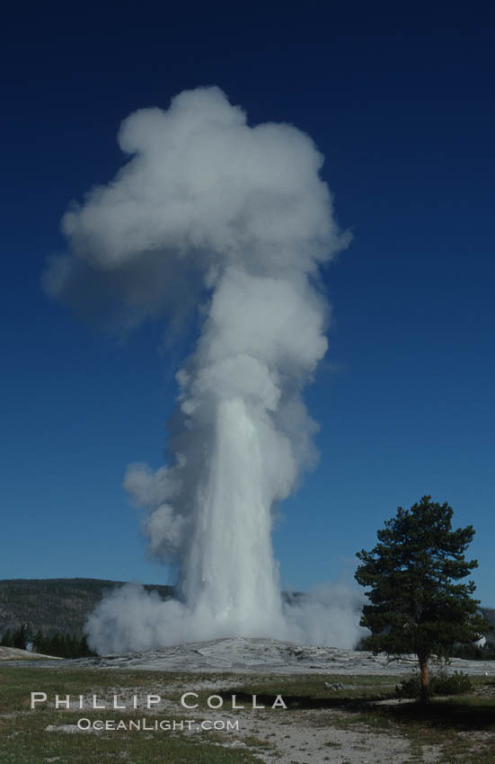 Image 07186, Old Faithful geyser at peak eruption. Upper Geyser Basin, Yellowstone National Park, Wyoming, USA, Phillip Colla, all rights reserved worldwide. Keywords: environment, geothermal, geothermal features, geyser, landscape, national parks, nature, old faithful geyser, outdoors, outside, scene, scenery, scenic, upper geyser basin, usa, world heritage sites, wyoming, yellowstone, yellowstone national park, yellowstone park.