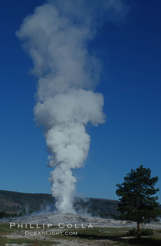 Old Faithful geyser during steam phase that follows the main eruption. Upper Geyser Basin, Yellowstone National Park, Wyoming, USA, natural history stock photograph, photo id 07191