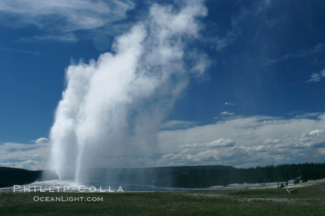 Old Faithful geyser at peak eruption. Upper Geyser Basin, Yellowstone National Park, Wyoming, USA, natural history stock photograph, photo id 07189