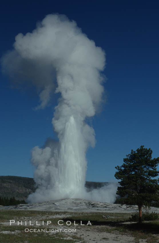 Image 07193, Old Faithful geyser at peak eruption. Upper Geyser Basin, Yellowstone National Park, Wyoming, USA, Phillip Colla, all rights reserved worldwide. Keywords: environment, geothermal, geothermal features, geyser, landscape, national parks, nature, old faithful geyser, outdoors, outside, scene, scenery, scenic, upper geyser basin, usa, world heritage sites, wyoming, yellowstone, yellowstone national park, yellowstone park.