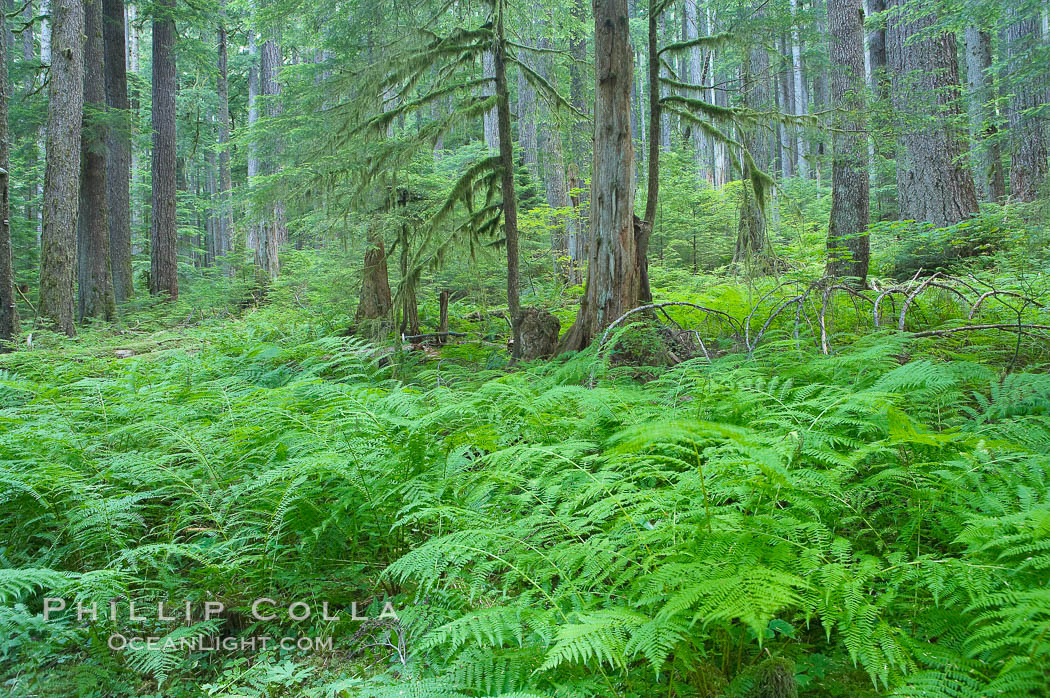 Old growth forest of douglas firs and hemlocks, with forest floor carpeted in ferns and mosses.  Sol Duc Springs. Olympic National Park, Washington, USA, natural history stock photograph, photo id 13758