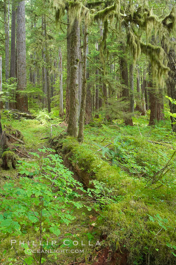 Old growth forest of douglas firs and hemlocks, with forest floor carpeted in ferns and mosses.  Sol Duc Springs. Olympic National Park, Washington, USA, natural history stock photograph, photo id 13763