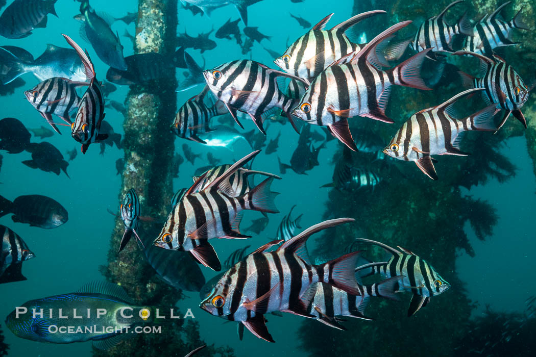 Old Wife fishes schooling on the Wreck of the Portland Maru, Enoplosus armatus. The Portland Maru was a 117-meter Japanese cargo ship which struck a submerged object and was beached near Cape Borda, Kangaroo Island, on March 19, 1935. South Australia, Enoplosus armatus, natural history stock photograph, photo id 39230