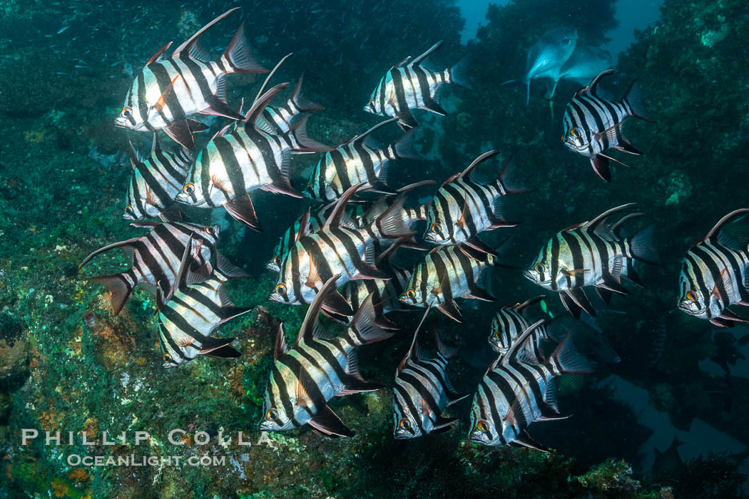 Old Wife fishes schooling on the Wreck of the Portland Maru, Enoplosus armatus, Enoplosus armatus, Kangaroo Island, South Australia