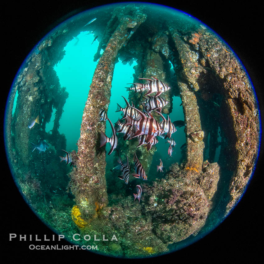 Old Wife fishes schooling on the Wreck of the Portland Maru, Enoplosus armatus. The Portland Maru was a 117-meter Japanese cargo ship which struck a submerged object and was beached near Cape Borda, Kangaroo Island, on March 19, 1935, Enoplosus armatus